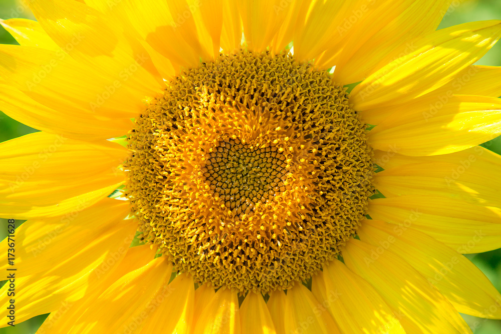 beautiful yellow sunflower in field, close-up, the core is in the shape of a heart beautiful yellow sunflower in field, close-up, the core is in the shape of a heart