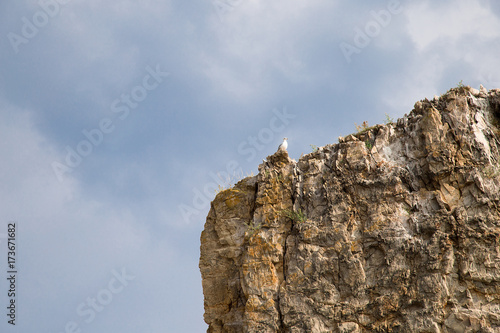 Seagull  high on a mountain looking into the distance. background Seagull