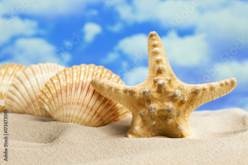 Shells and starfish on the beach