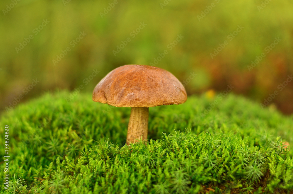 Mushroom growing in moss. Brown Cap Boletus (Leccinum) close-up. Mycology concept Mushroom growing in moss. Brown Cap Boletus (Leccinum) close-up. Mycology concept