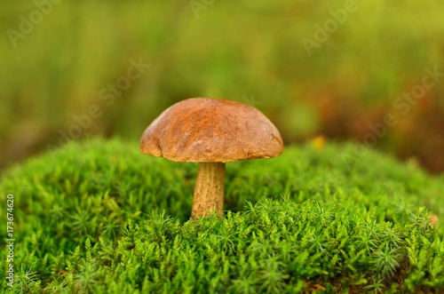 Mushroom growing in moss. Brown Cap Boletus (Leccinum) close-up. Mycology concept