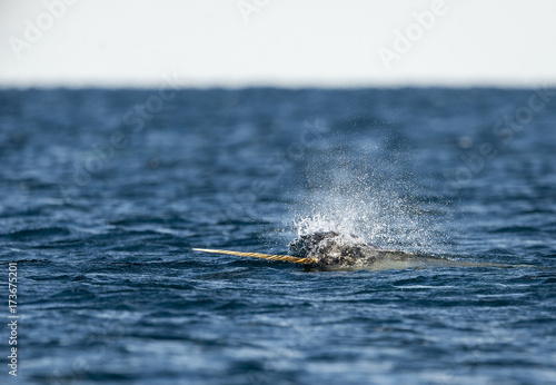 Male narwhal swimming along the surface with it's tusk out, Northern Baffin Island, Canadian Arctic. photo