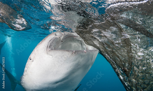 Whale shark, Cenderawasih bay, West Papua, Indonesia. photo