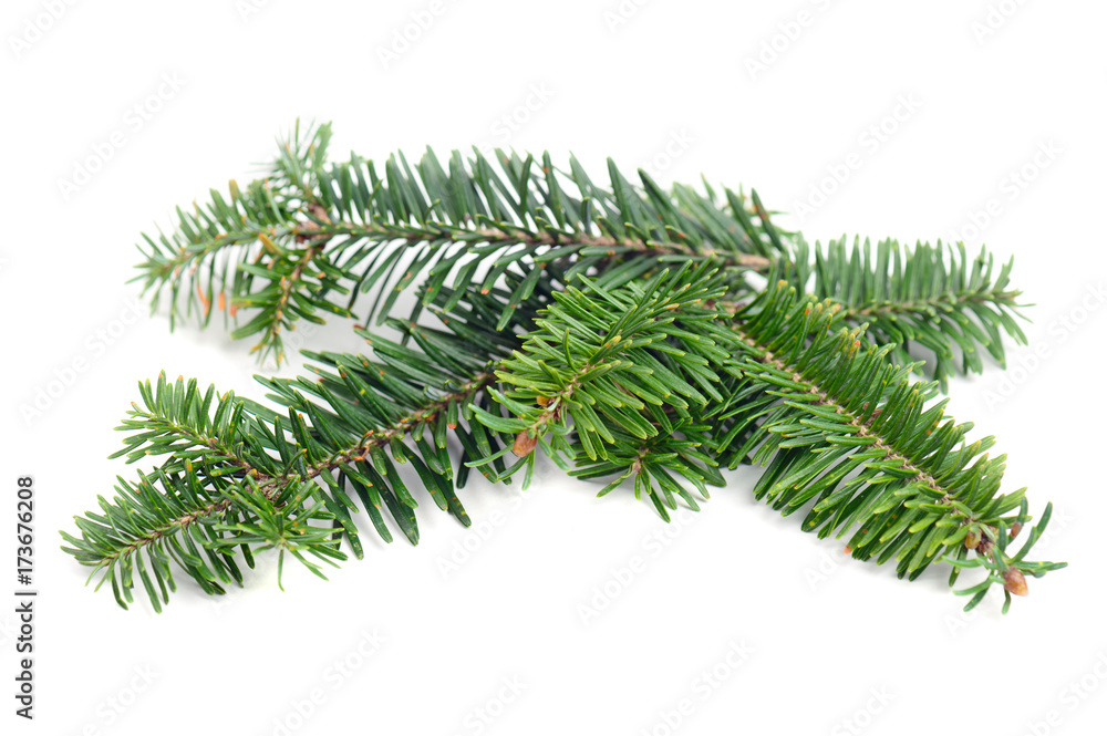 Pine tree branch