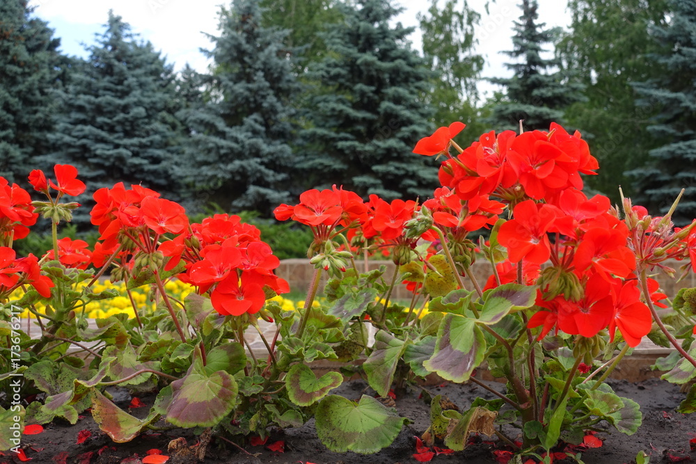 Scarlet red flowers of zonal pelargoniums in the park Scarlet red flowers of zonal pelargoniums in the park