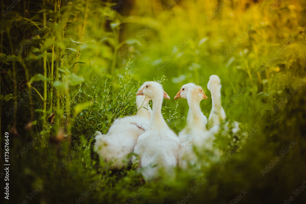 Five young goose together sit in the grass Five young goose together sit in the grass