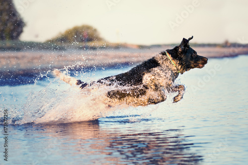 Fototapeta Naklejka Na Ścianę i Meble -  Hund in der Ostsee