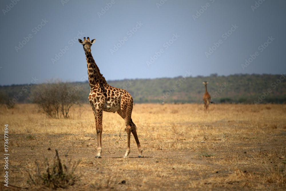 Obraz premium giraffe
