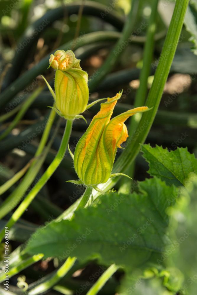 Zucchini Pflanze