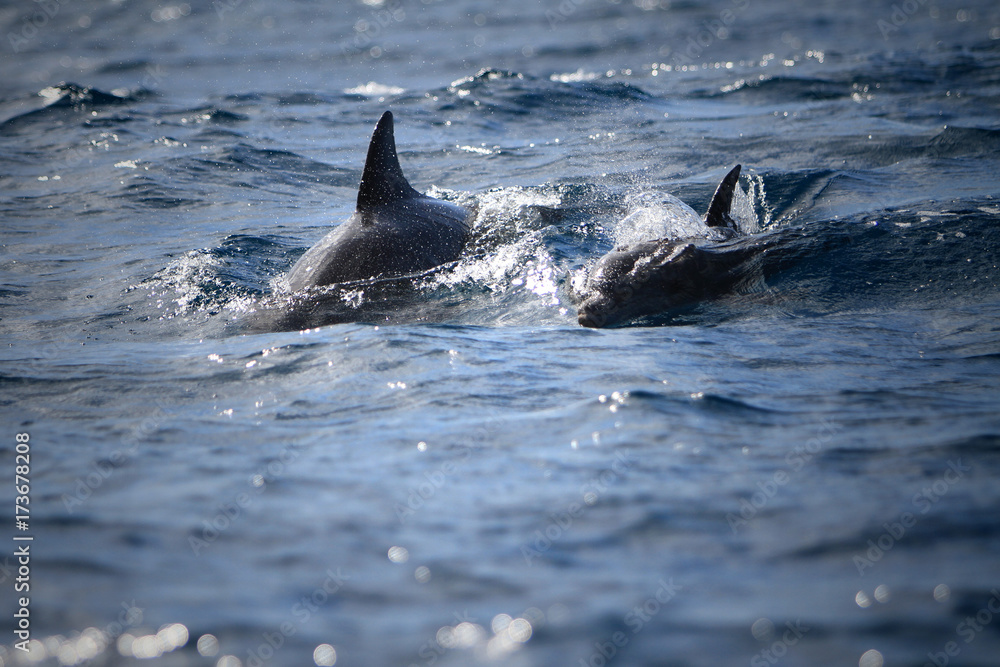 Naklejka premium dolphins in Indian Ocean