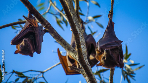 Bats in Katherine Gorge, Northern Territory