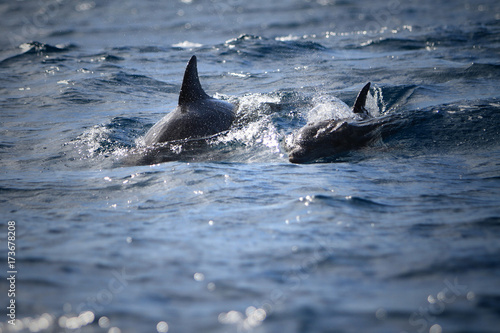 dolphins in Indian Ocean