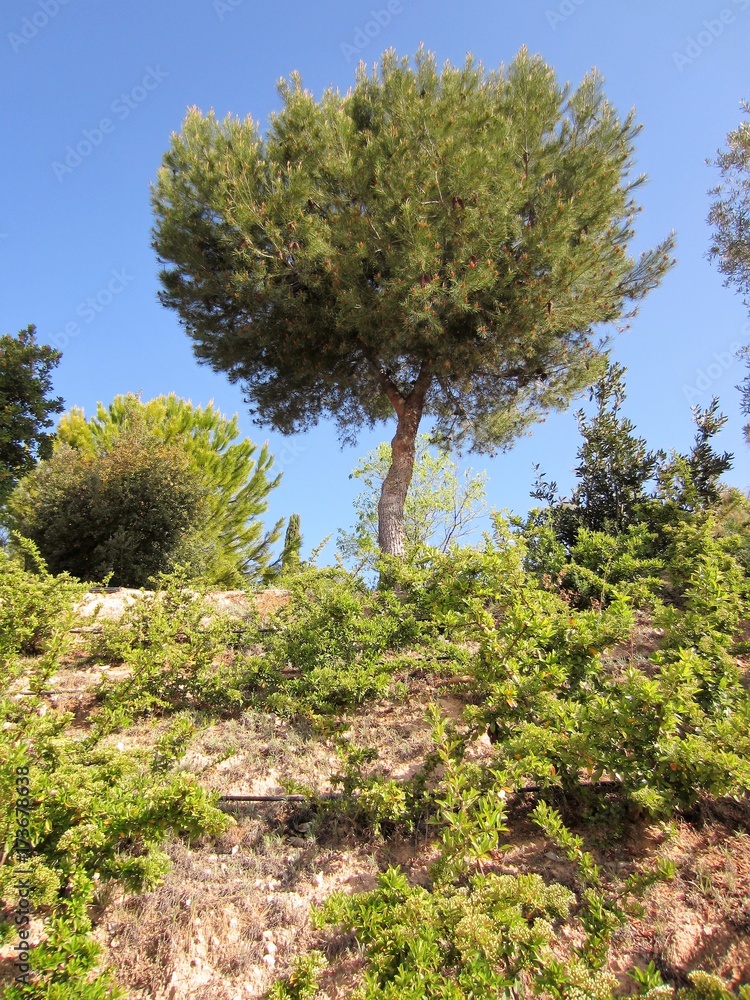 Aleppo Pine in garden
