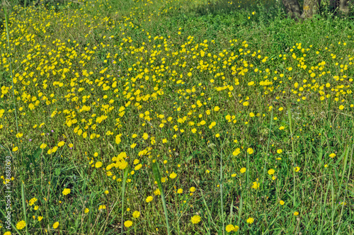 Wild flowers blooming with yellow flowers at field