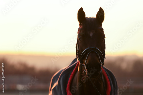 pferdekopf im gegenlich abendlicht blickt aufmerksam zur kamera