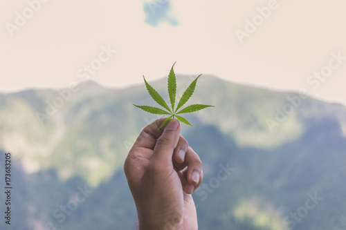 A marijuana leaf held with mountains in background.