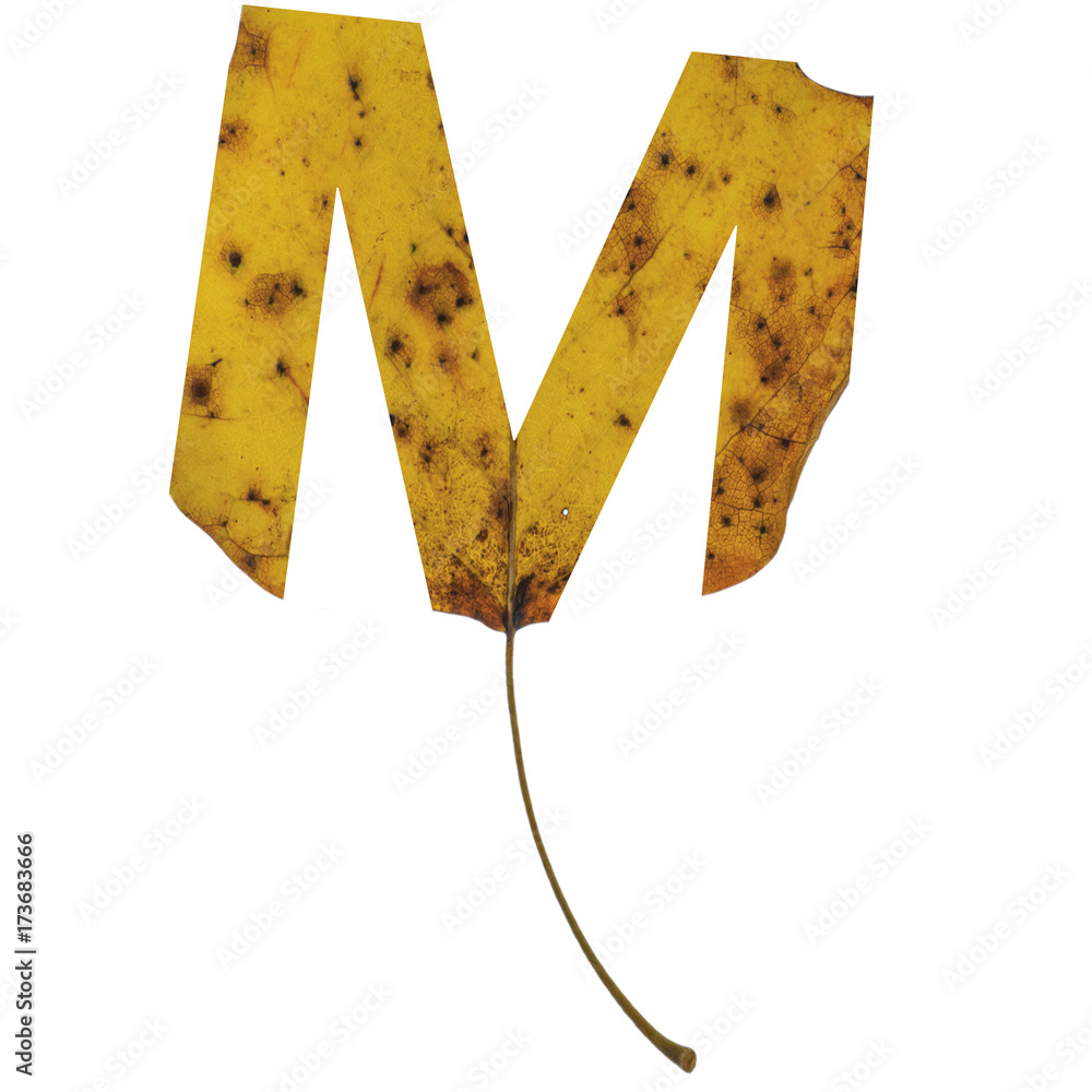 Realistic yellow autumn leaf alphabet uppercase letter m with embedded ...