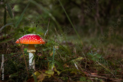 Fly agaric