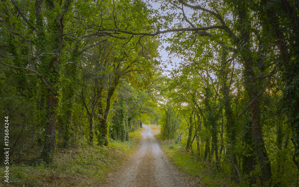 Fototapeta premium Sous-bois près de Valensole
