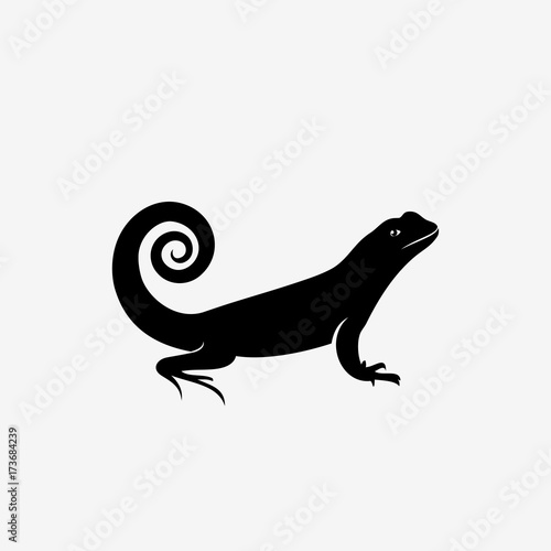 Curly tailed lizard