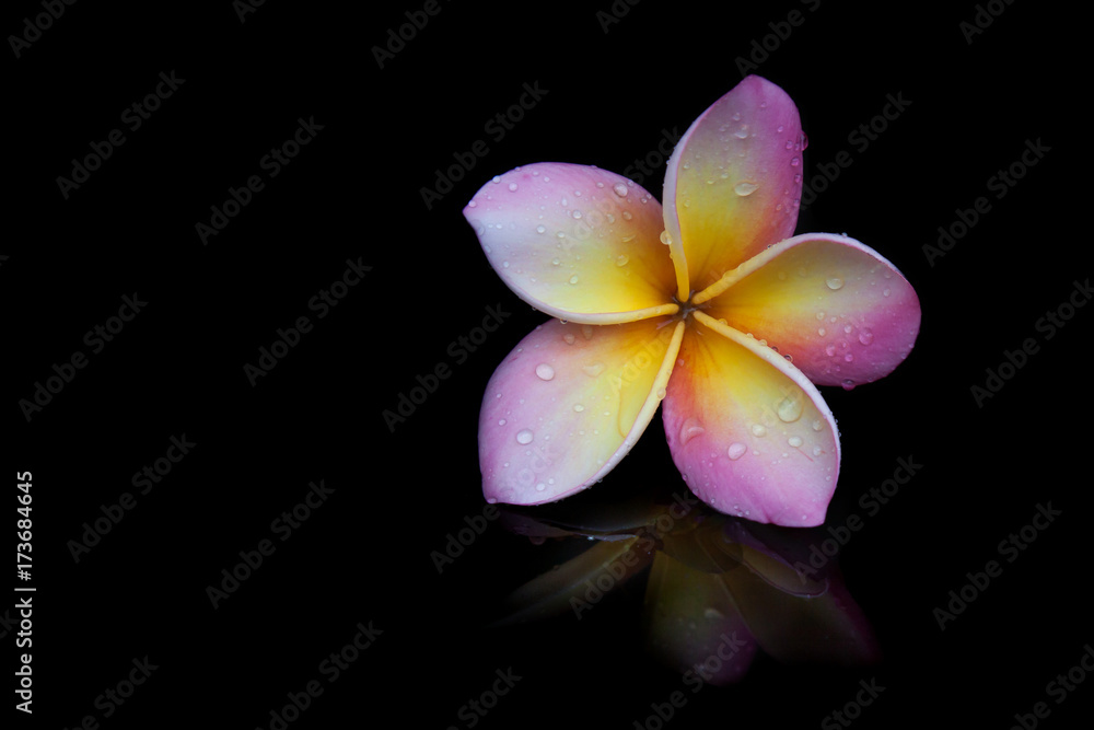 Beautiful frangipani flowers on the black scene. Beautiful frangipani flowers on the black scene.