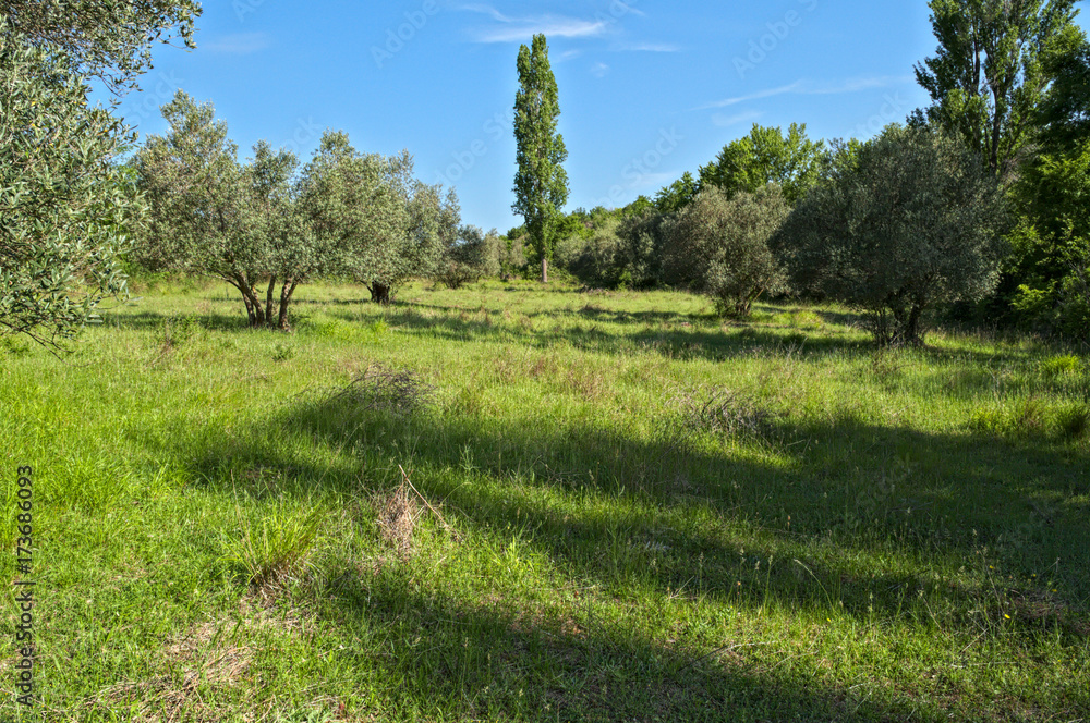 Quiet meadow with olive trees, between hills, Dalmatia