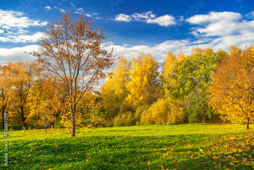 Bright autumn landscape with golden trees and blue sky in countryside