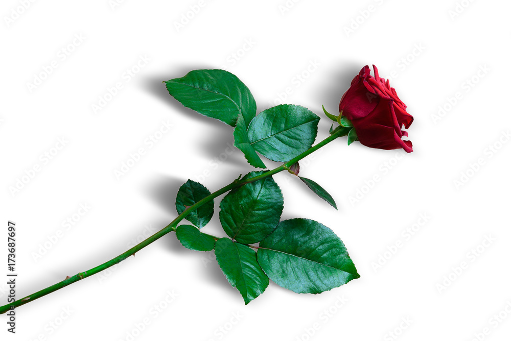Obraz premium Eine rote Rose