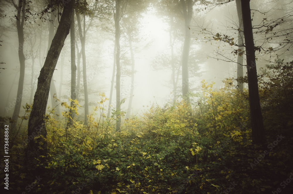 autumn park forest landscape autumn park forest landscape