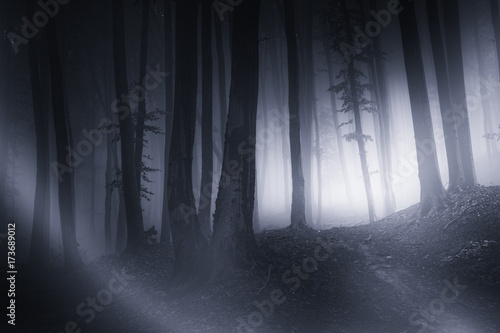 dark fantasy forest night landscape