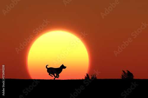 日の出と走る犬のシルエット