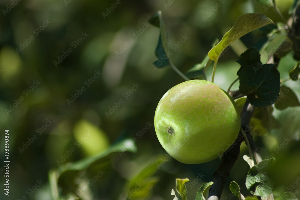 tree branch with apples in the garden close-up tree branch with apples in the garden close-up