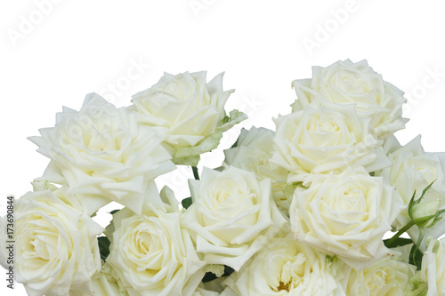 Bunch of white blooming fresh rose flowers border isolated on white background