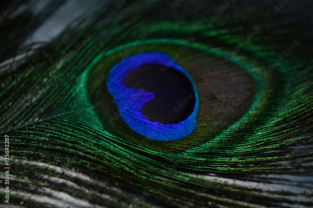 Fototapeta premium peacock feather..