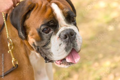 English Bulldog Close-up © vizland