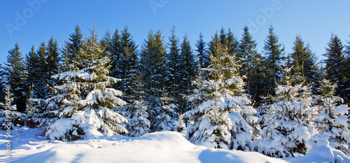 Winter fir trees in german forest with sunshine.
