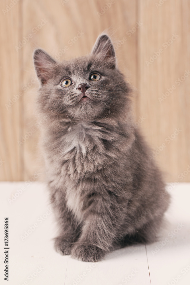 Kurilian Bobtail kitten sits on a wooden background