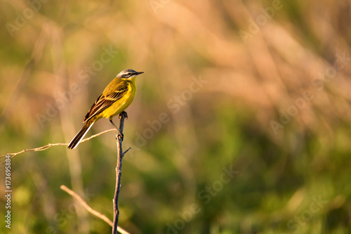 Western Yellow Wagtail or Motacilla flava on tree