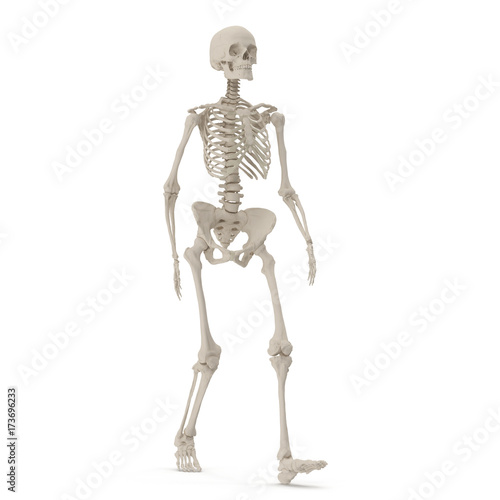 Human Female Skeleton walking pose on white. 3D illustration © 2dmolier