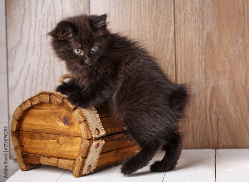Foto A photo of funny bleack american bobtail cat