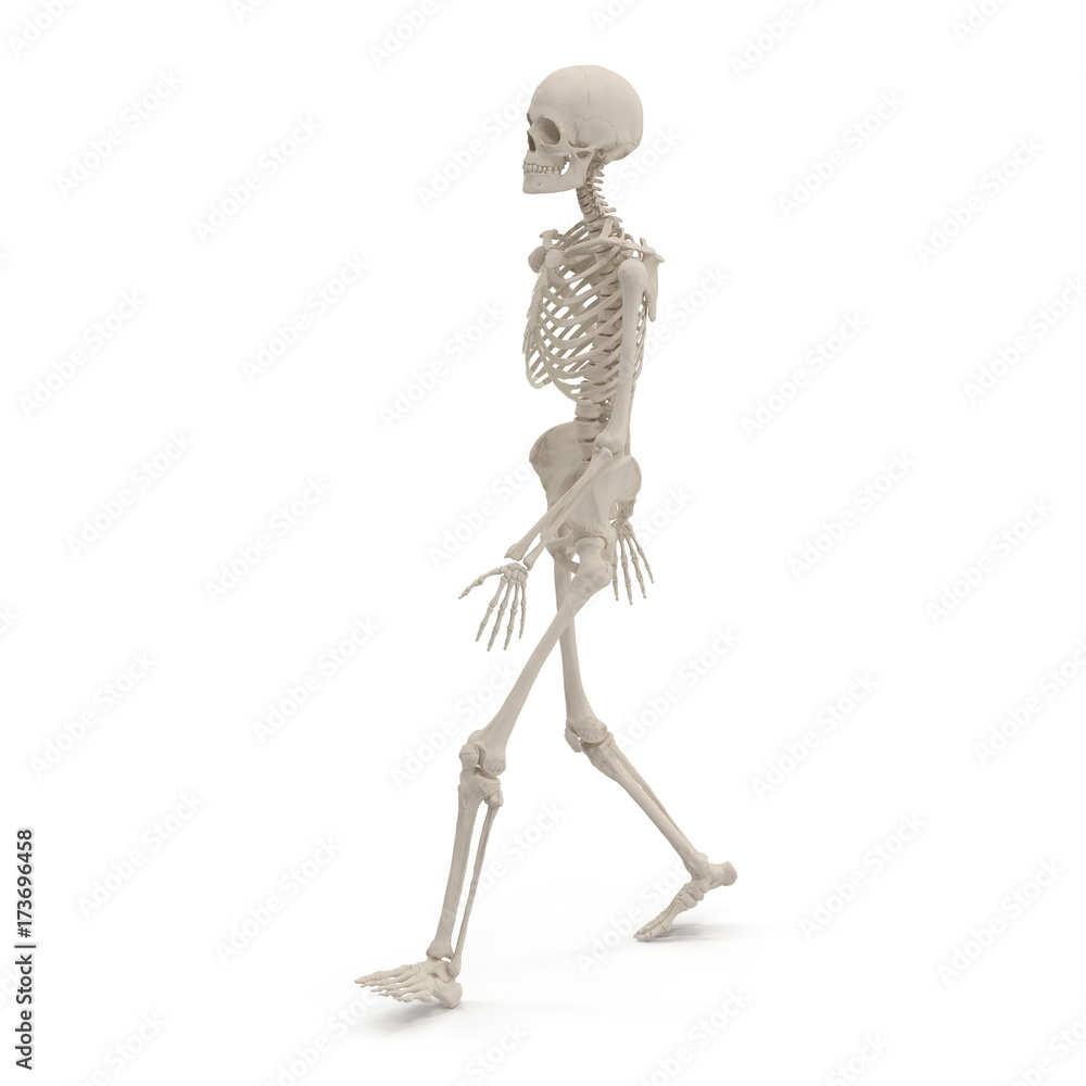medical accurate female skeleton walking pose on white. 3D illustration
