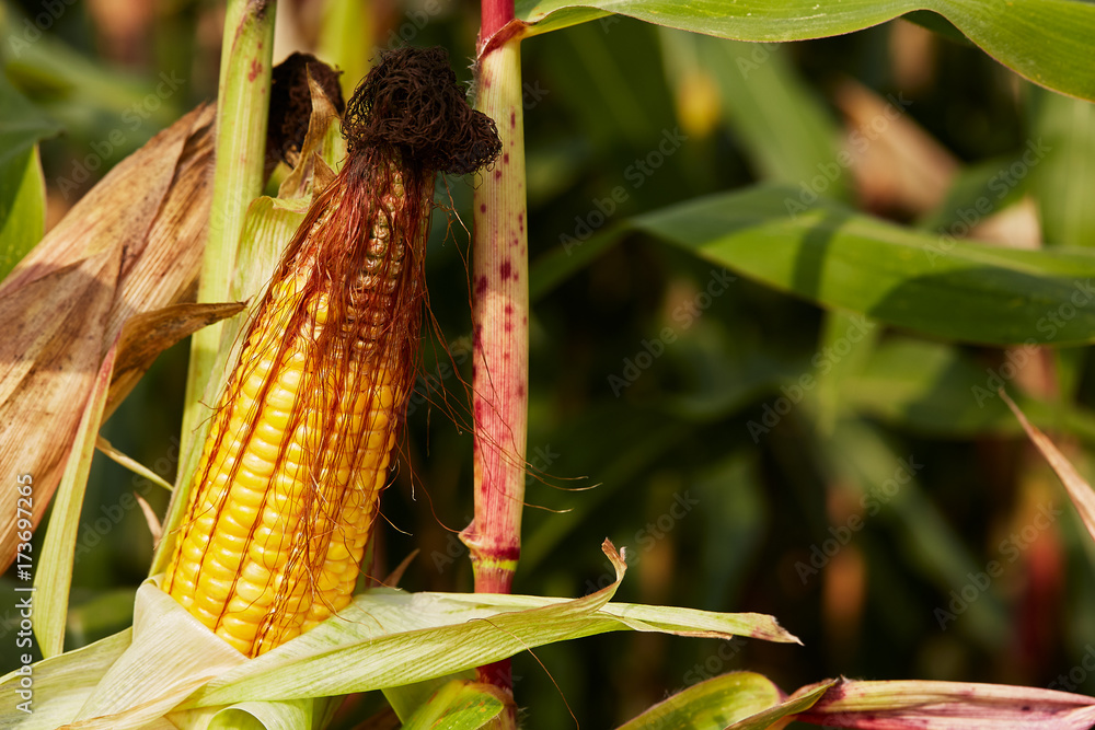 Obraz premium Ripe corn