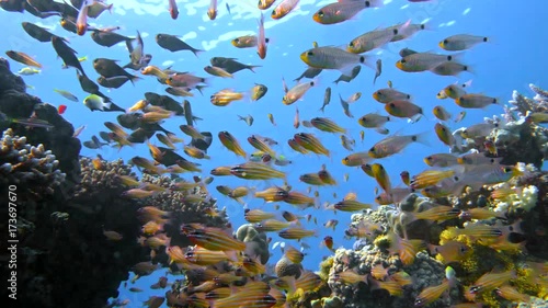 School of fishes Vanikoro Sweeper swims near coral reef in Red sea. Egypt photo