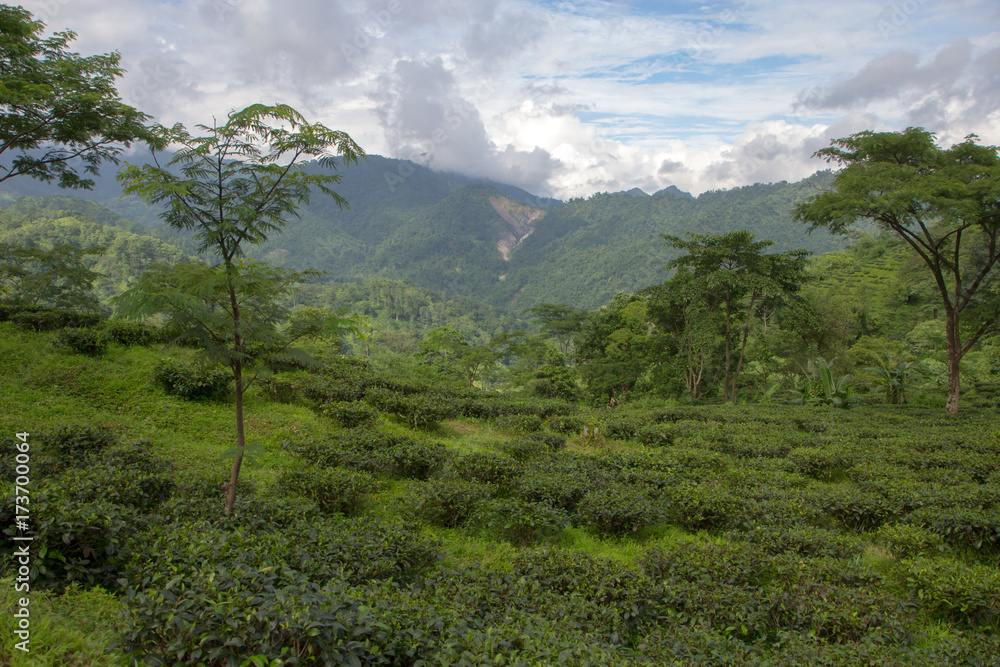 Indian tea plantation in the Darjeeling Indian tea plantation in the Darjeeling