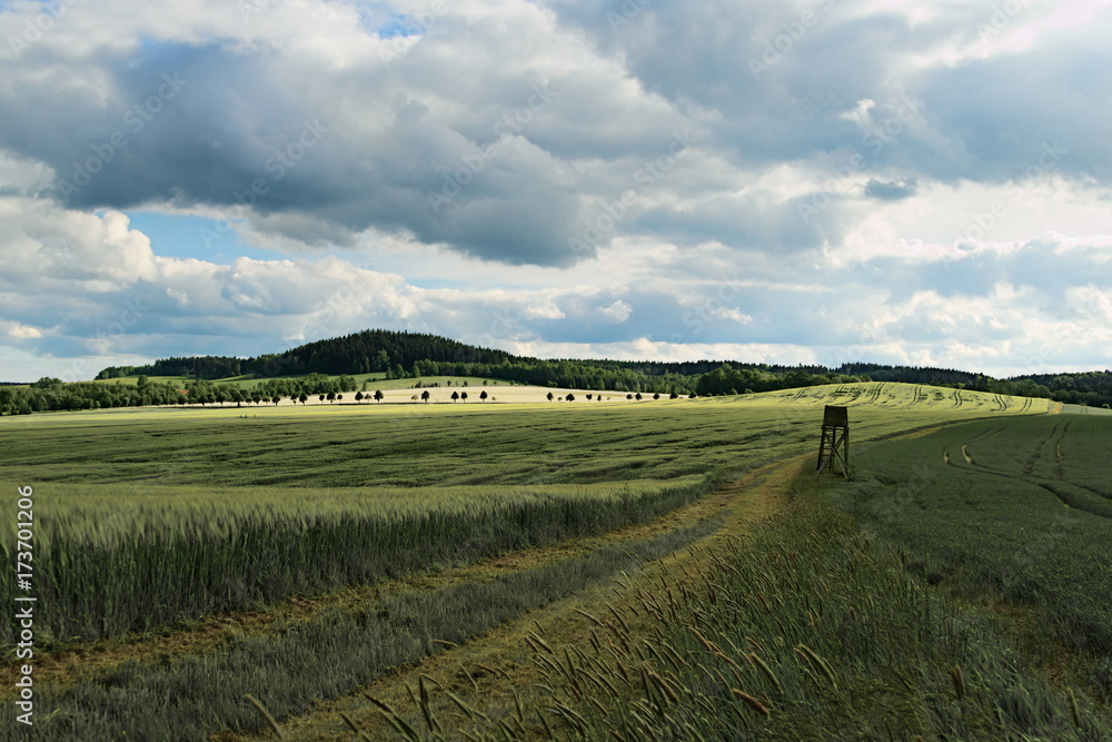 grünes Weizenfeld mit Jagdstand vor einem Hügel