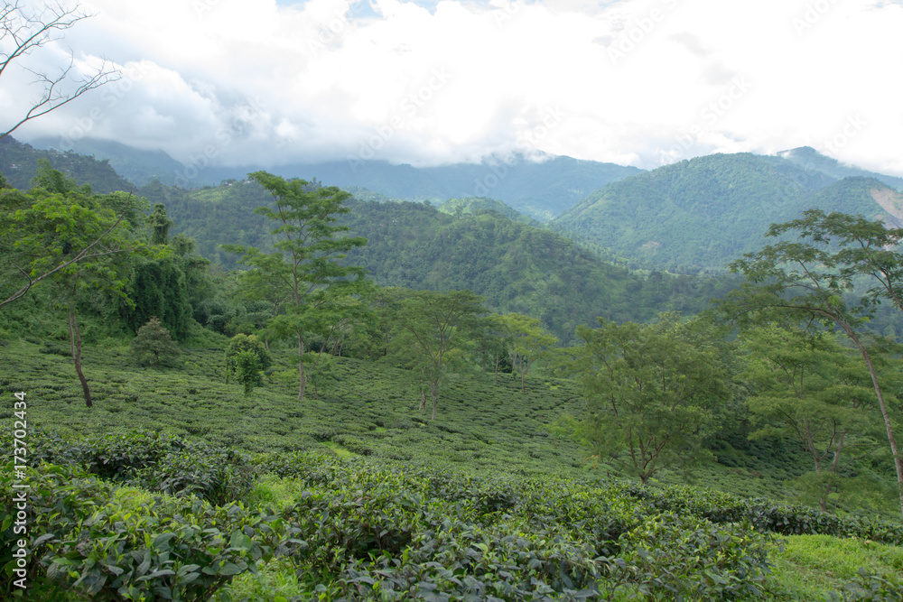 Indian tea plantation in the Darjeeling