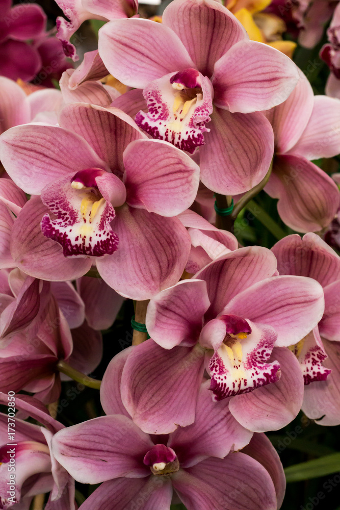 Pink and white tropical cymbidium orchid flower blossoms - obrazy, fototapety, plakaty 
