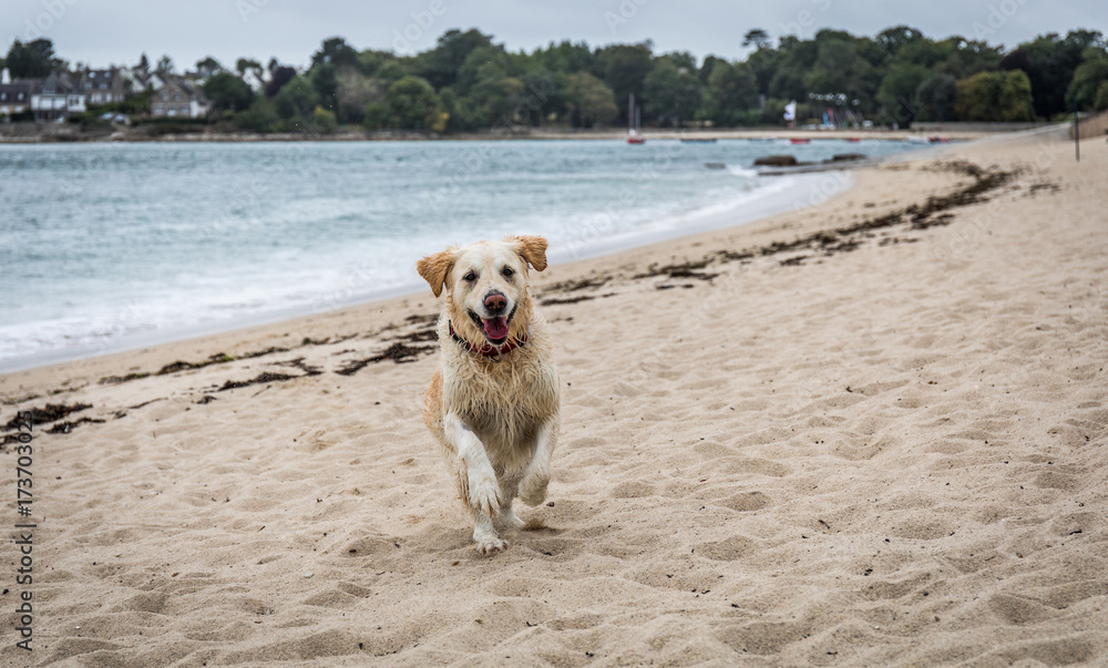Wet white dog running towards the camera on a beach on an overcast day. It looks like the dog is smiling Wet white dog running towards the camera on a beach on an overcast day. It looks like the dog is smiling