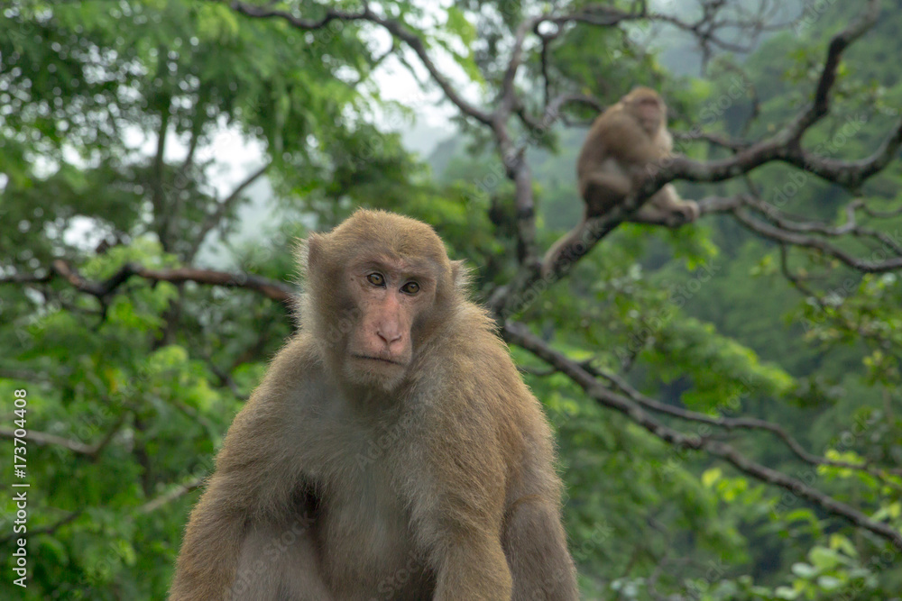 family of monkeys are sitting near the road in gloomy weather