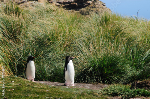 Rockhopper Penguins on the Falklands